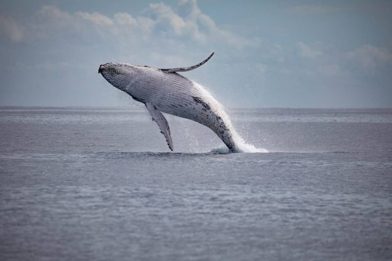 whale-breaching-cruise-hervey-bay-fraser-island