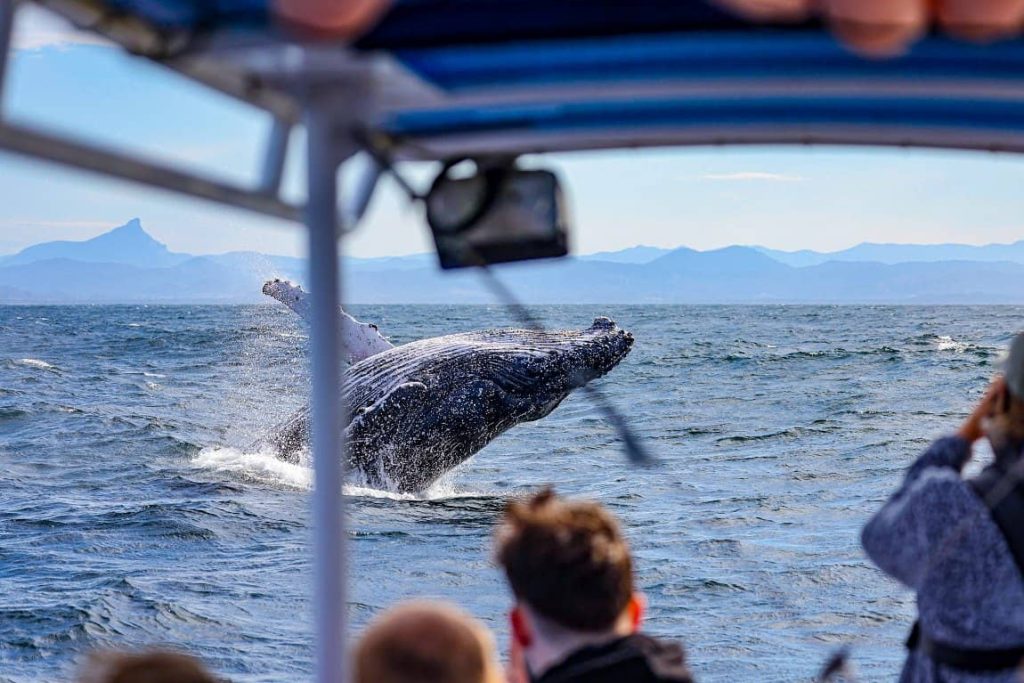 best-whale-watching-tour-cruise-byron-bay