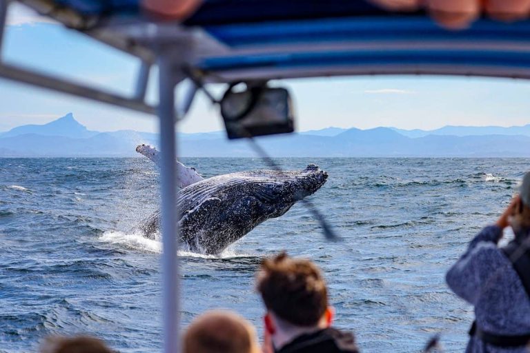 boat-cruise-whale-watching-byron-bay