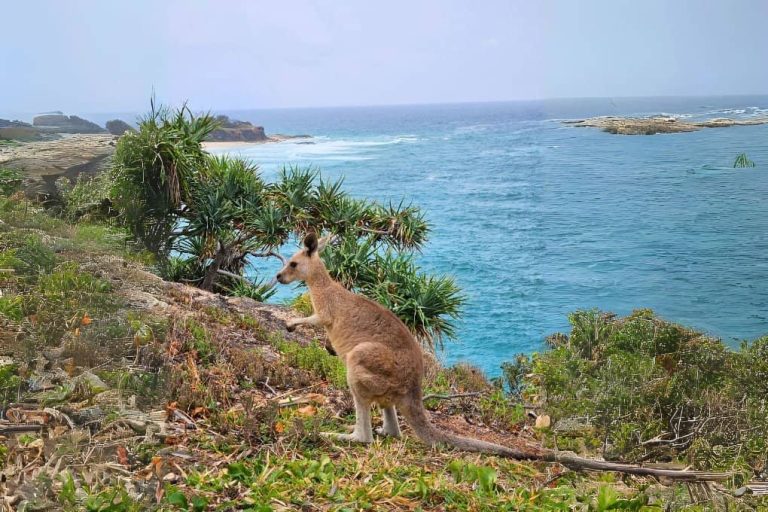 brisbane-where-to-see-kangaroo-day-tour