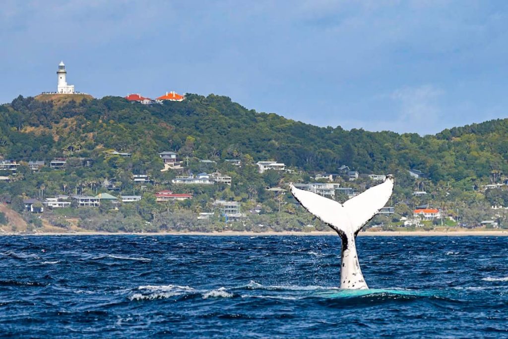 tail-whale-whale-watching-cruise-byron-bay-cape