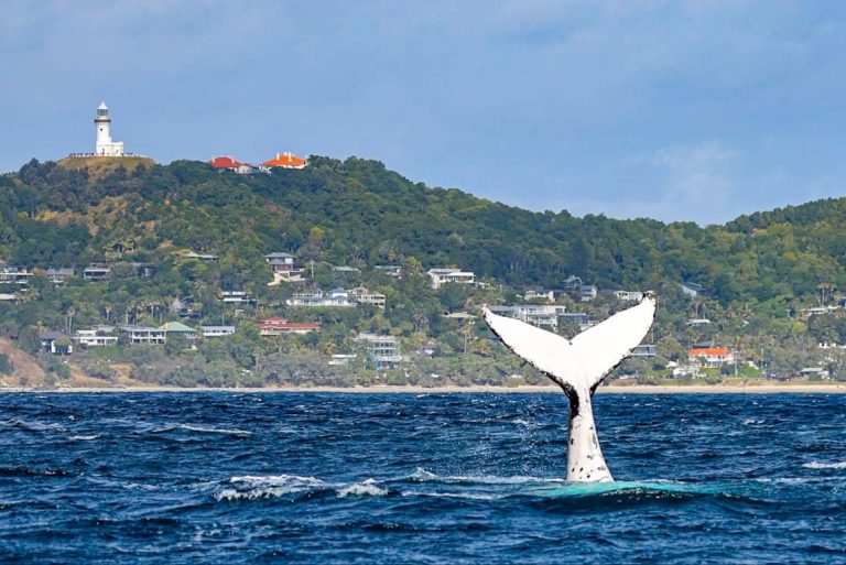 tail-whale-whale-watching-cruise-byron-bay-cape