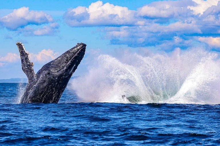 double-breaching-whale-australia-byron-bay-lighthouse