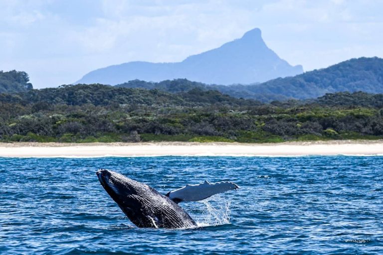 breaching-whales-migration-australia-byron-bay