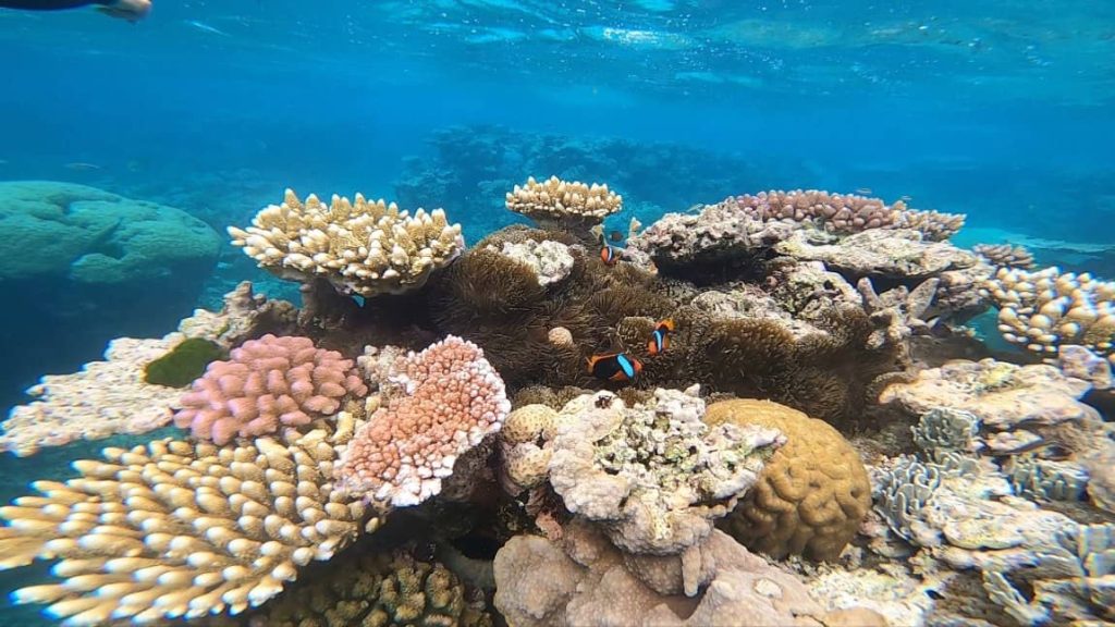 great-barrier-reef-fishes-undereater-whitsunday-cruise-snorkelling-2-days
