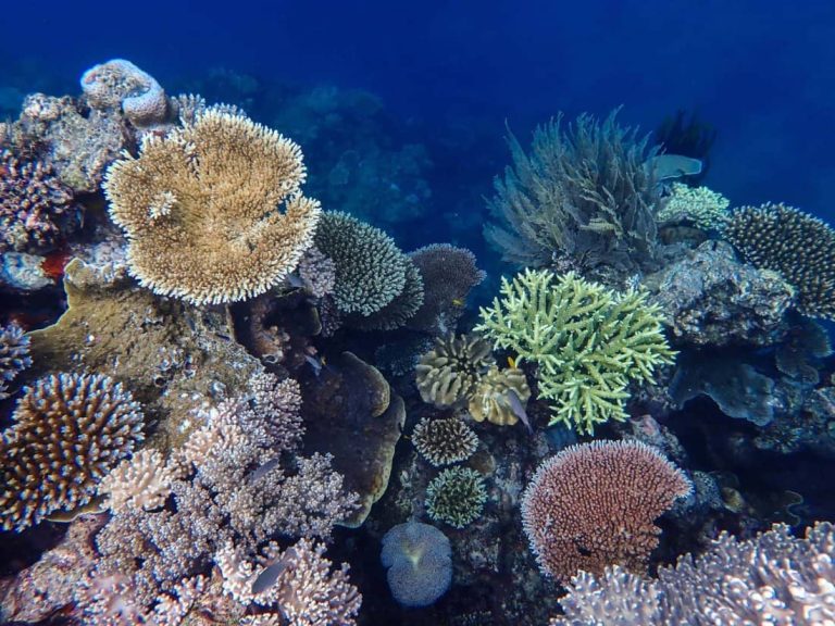 great-barrier-reef-underwater-port-douglas-1-day-tour