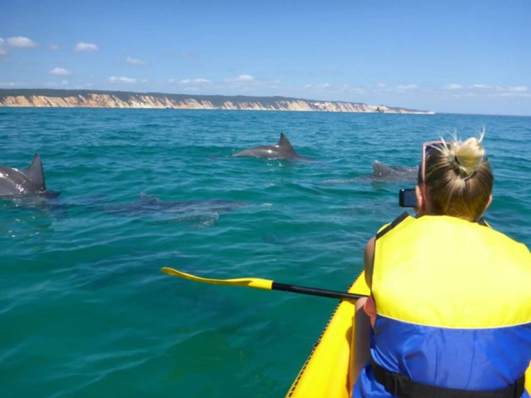 spotting-dolphins-turtle-whales-tour-noosa
