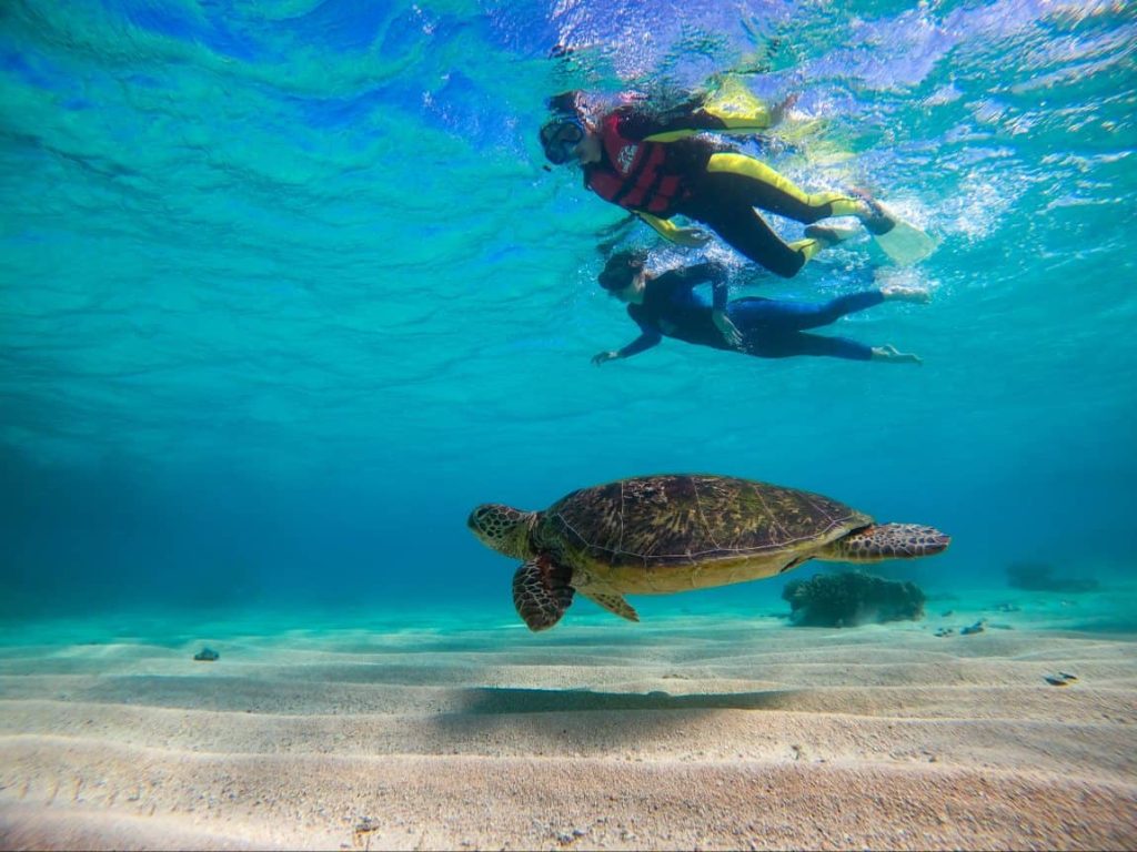 turtle-shark-reef-cape-triubaltion-snorkelling