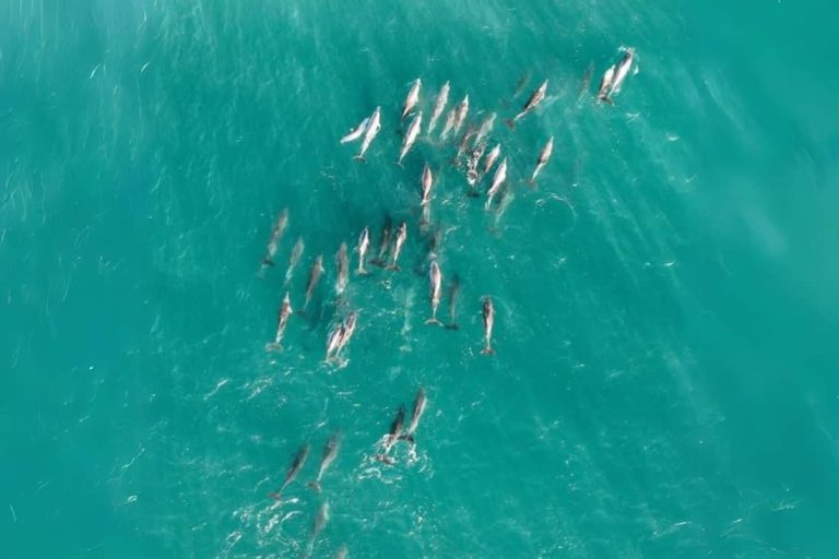 tour-where-to-see-wildlife-brisbane-tour-1-day