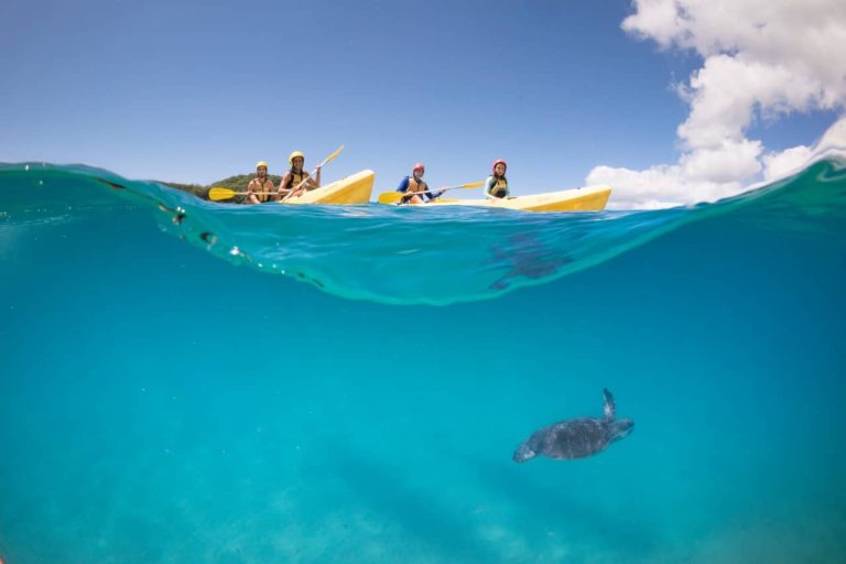 kayaking-turtles-wildlife-byron-bay-australia