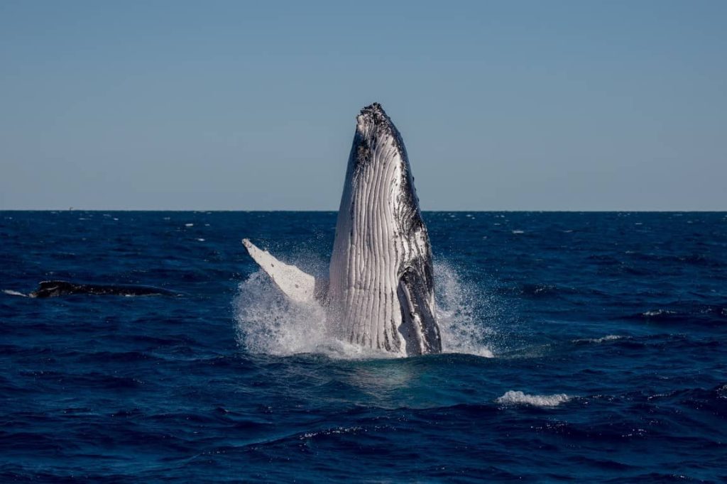 breaching-whales-migration-australia-crusie-tour-hervey-bay