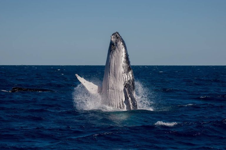breaching-whales-migration-australia-crusie-tour-hervey-bay