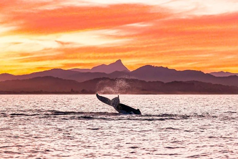 byron-bay-cruise-whale-watching-sunset