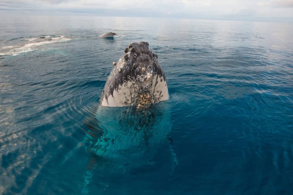 whales-watching-season-australia-east-coast