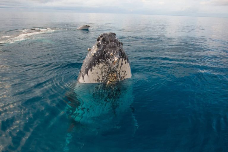 whale-watching-cruise-hervey-bay-the-best-price