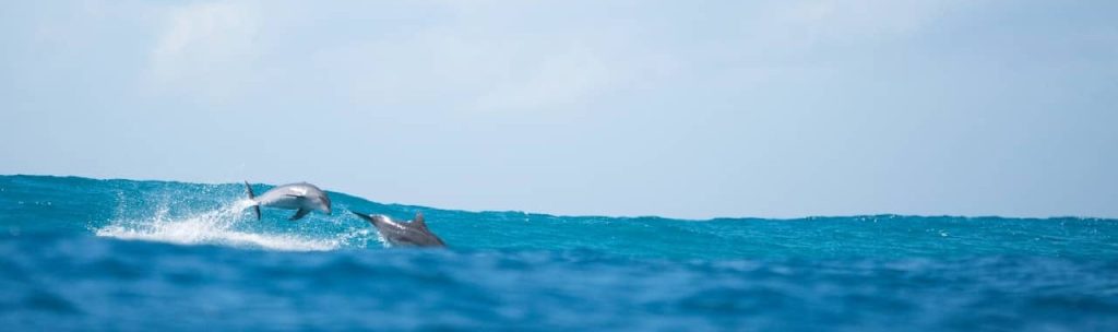 what-to-do-byron-bay-dolphins-wildlife-tour