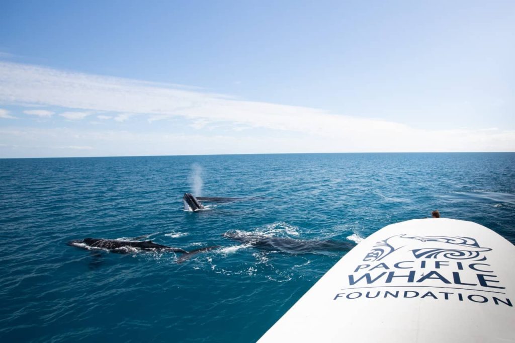 when-to-see-whales-season-australia -hervey-bay-eco-tour
