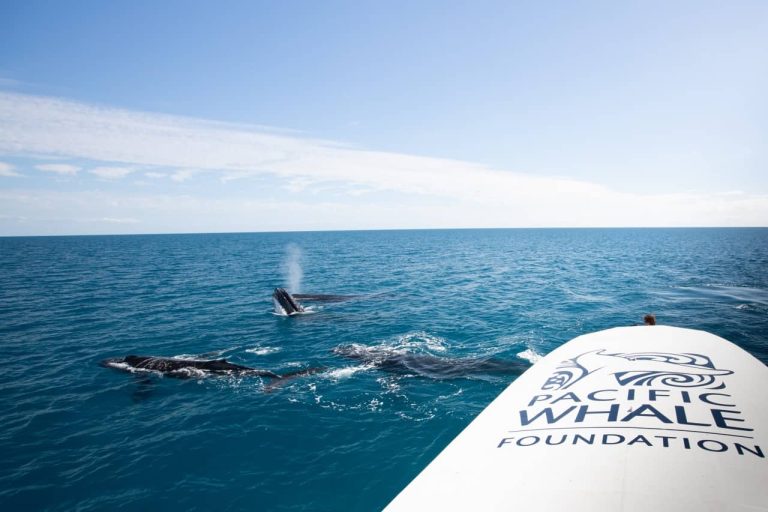 when-to-do-and-where-whale-watching-cruise-
