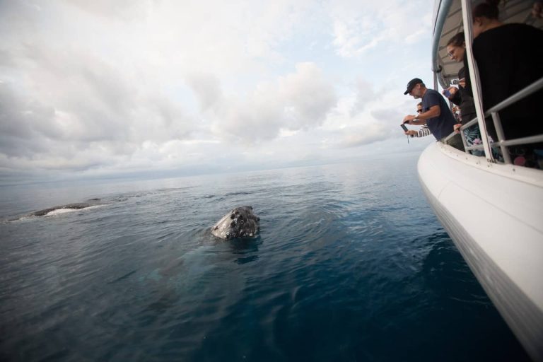 eco-boat-small-group-whales-watching-migration-australia