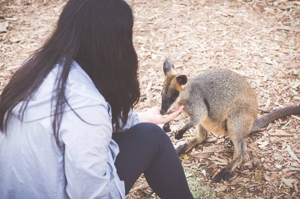 Featherdale-Blue-Mountains-day-tour-1-day-trip-feeding-kangaroos-price