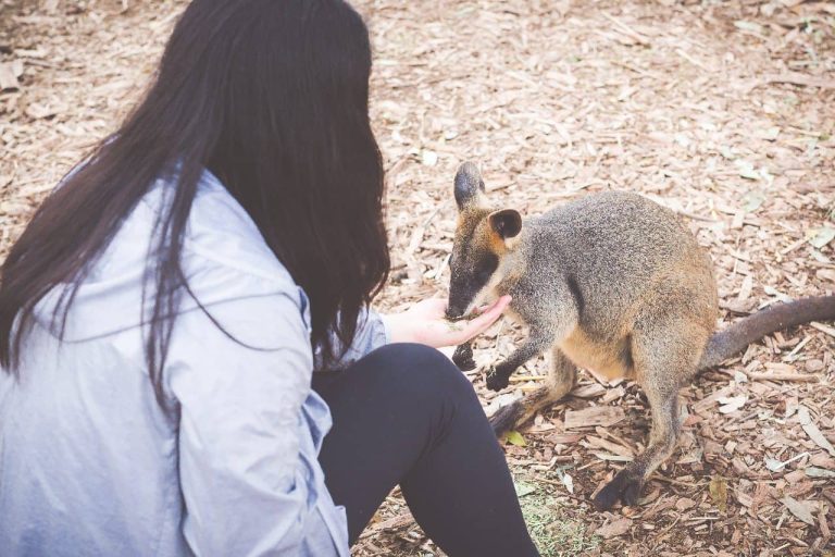feeding-kangaroos-tour-blue-mountains-featherdale-entry-included