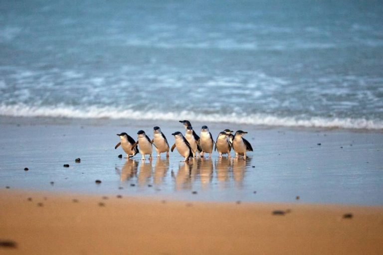 Phillip Island-Penguins -penguin-parade-day-tour-special-price
