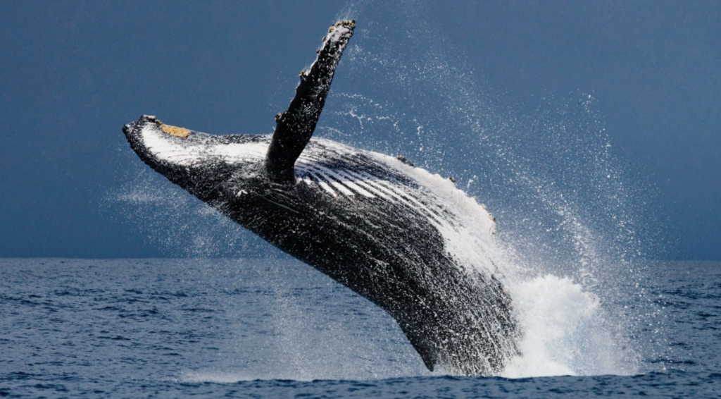 baleine australie