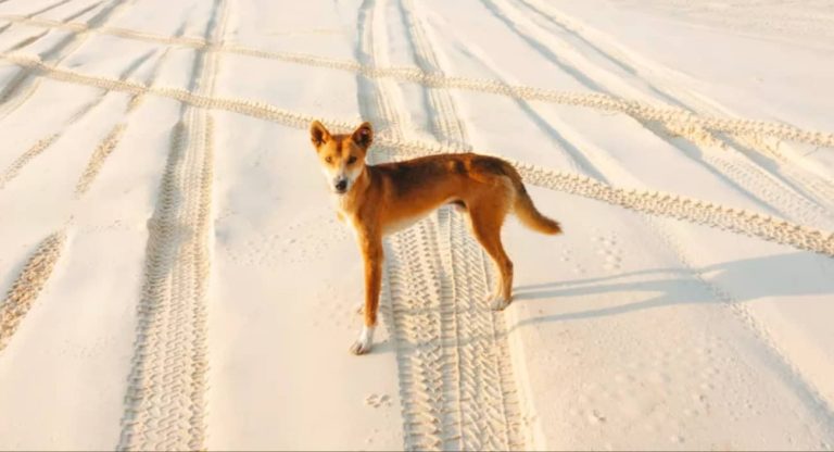 dingo-fraser-island-australia-k-gari-tour-beach