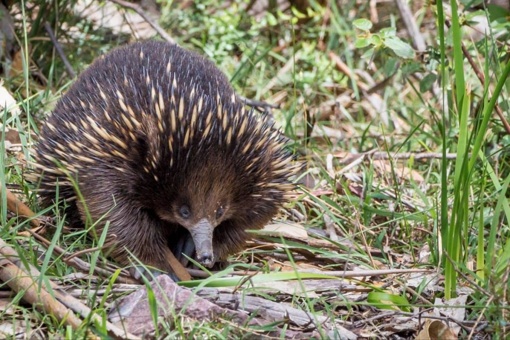 echidna-great-ocea-road-wildlife-where-to-spot-tour-from-melbourne