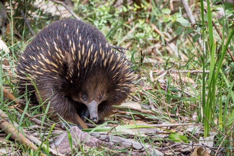 echidna-great-ocea-road-wildlife-where-to-spot-tour-from-melbourne