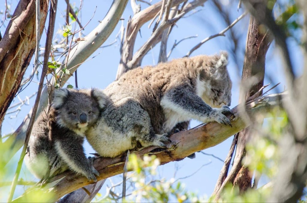 great-ocean-road-koala-tour-guide-1-day-reverse-