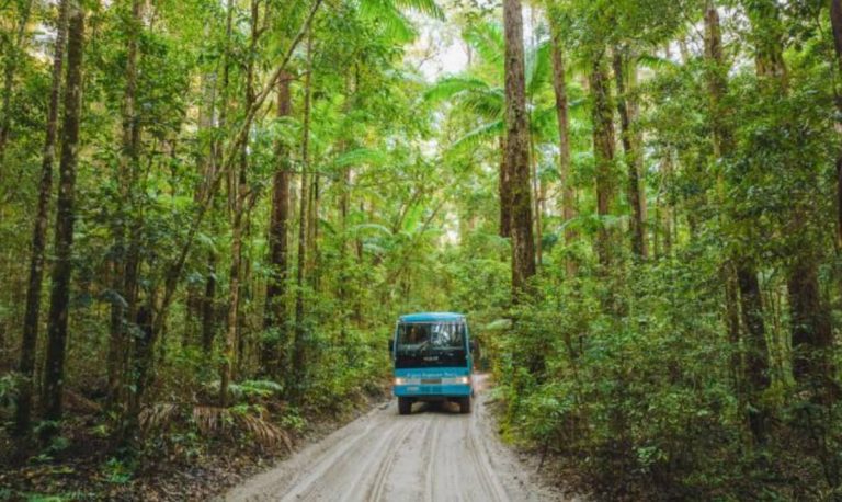 fraser-island-bus-tour-rainforest-driving-4x4-day-tour