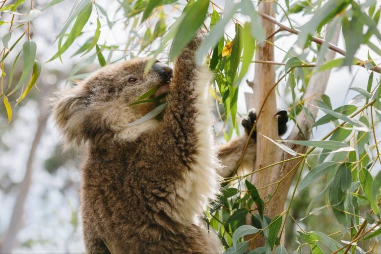 koala-conservatory-reserve-phillip-island-tour-must-to-do