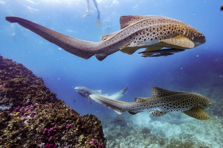 leopard-shark-snorkeling-snorkels-julian-rock-byron-bay