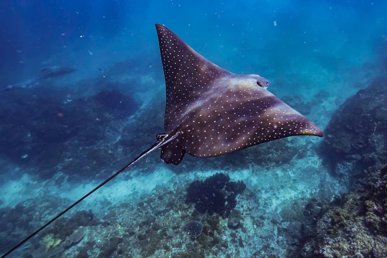 manta-ray-snorkelling-tour-byron-bay-cape-byron