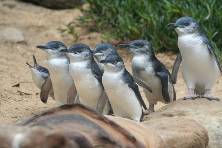 penguin-phillip-island-parade-sunset-price-1-day-trip