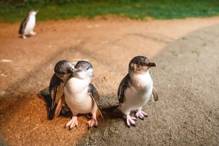 philip-island-how-many-penguins-when-weather-price