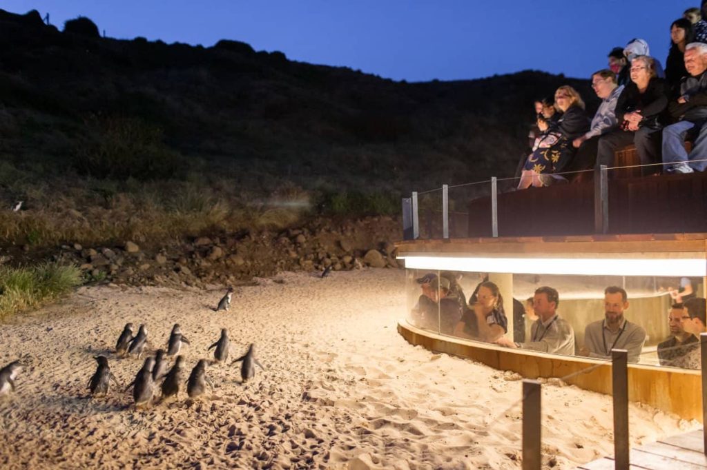 plus-vieving-platform-undergorund-parade-phillip-island-parade-sunset