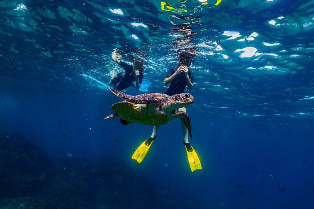 snorkels-snorkelling-turtle-byron-bay-trip