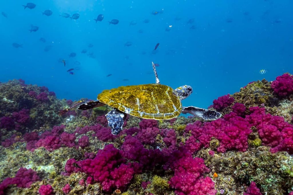 snorkel-turtle-julian-rocks-byron-bay-tour