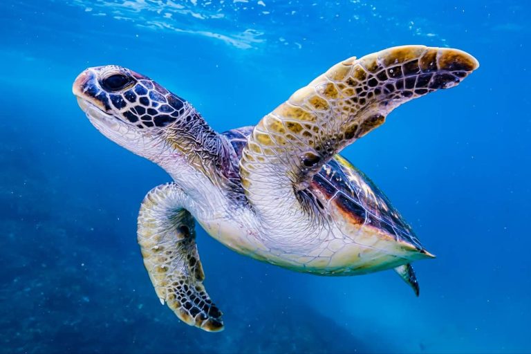 turtle-byron-bay-snorkeling-the-best-spot