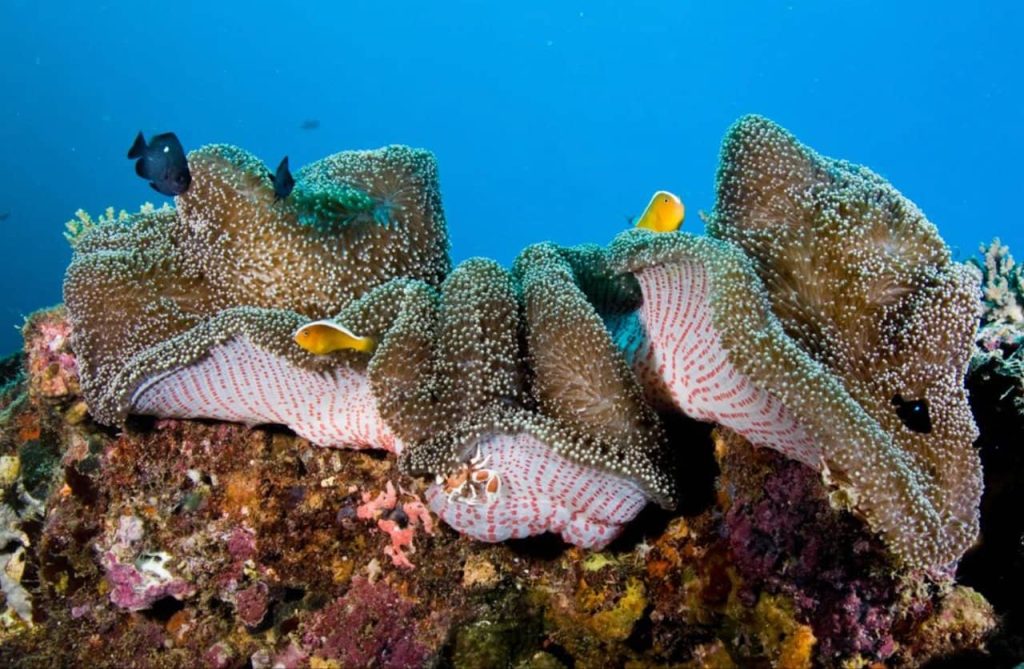 Outer Reef or Muiron-Islands Tour-Snorkeling from-Exmouth