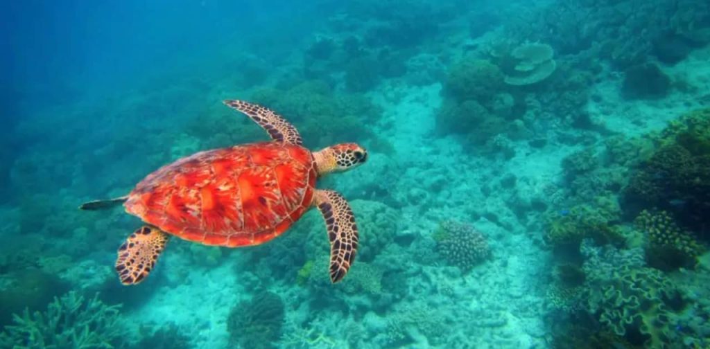 cairns-deal-small-boat-snorkeling-1-day-tour-cairns