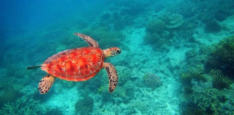 cairns-deal-small-boat-snorkeling-1-day-tour-cairns