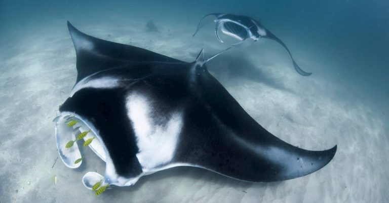 coral-bay-manta-tour-snorkeling-swimming-ningaloo-reef