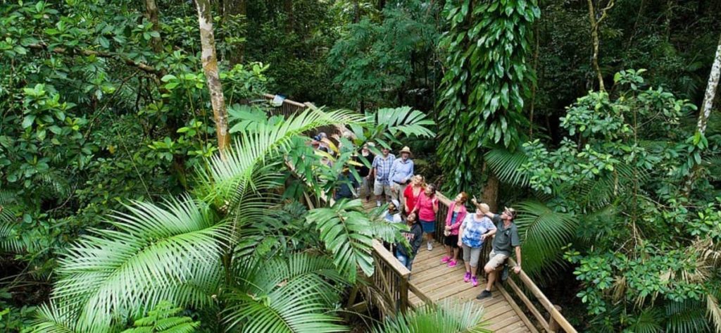 daintree-rainforest-tour-group-small-from-cairns-mosman-gorge