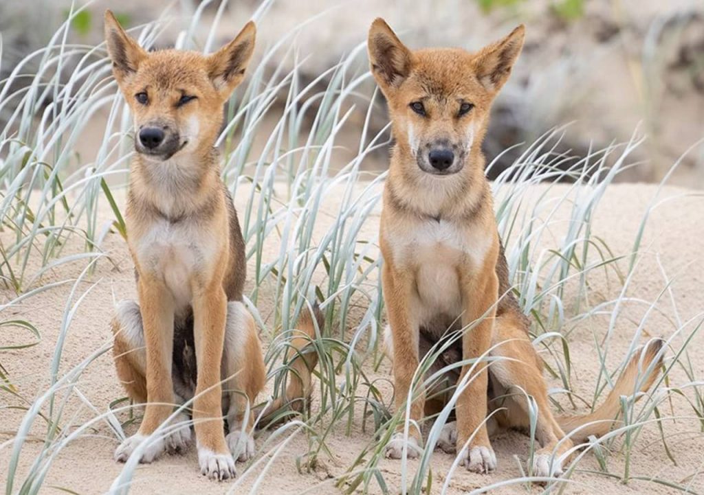 dingoes-fraser-island-k-gari-where-to-see-backpacker-tour-3-days