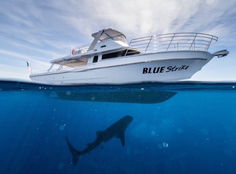 exmouth-swimming-sharks-whales-humpback-tour-western-australia