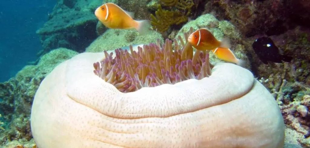 great-barier-reef-tour-from-cairns-snorkel-diving-deal-promo