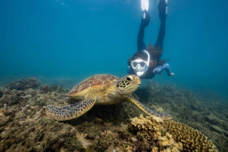 great-barrier-reef-snorkel-turtle-sea-fish-shark-fitzroy-island
